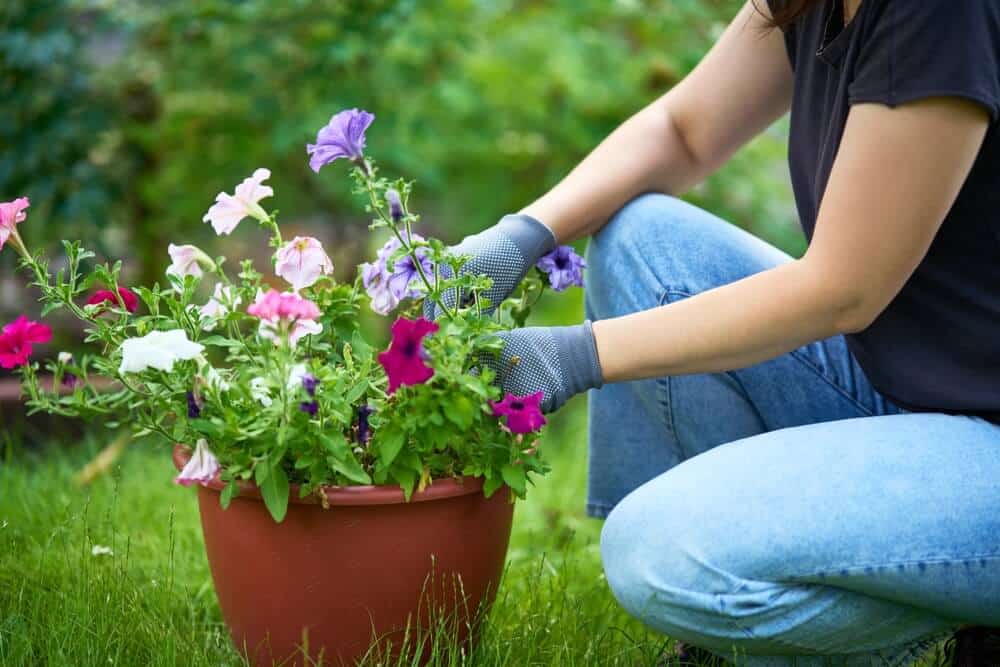 Iemand verzorgt trechterbloem (petunia) in pot