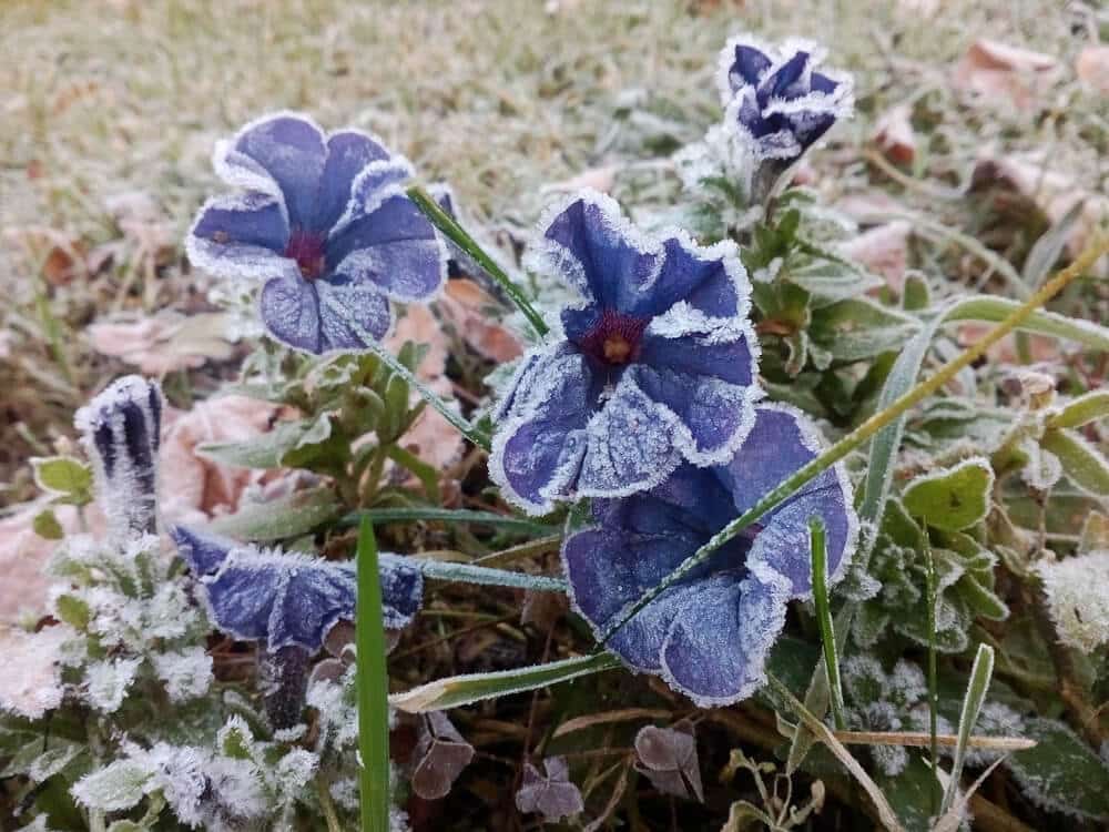 Paarse petunia onder de dauwvorst