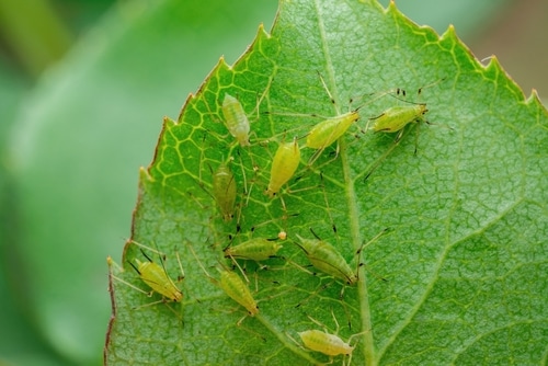 Bladluizen op blad