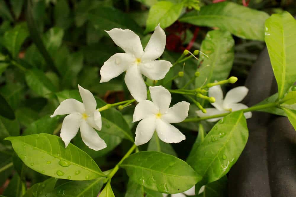 Sterjasmijn bloem