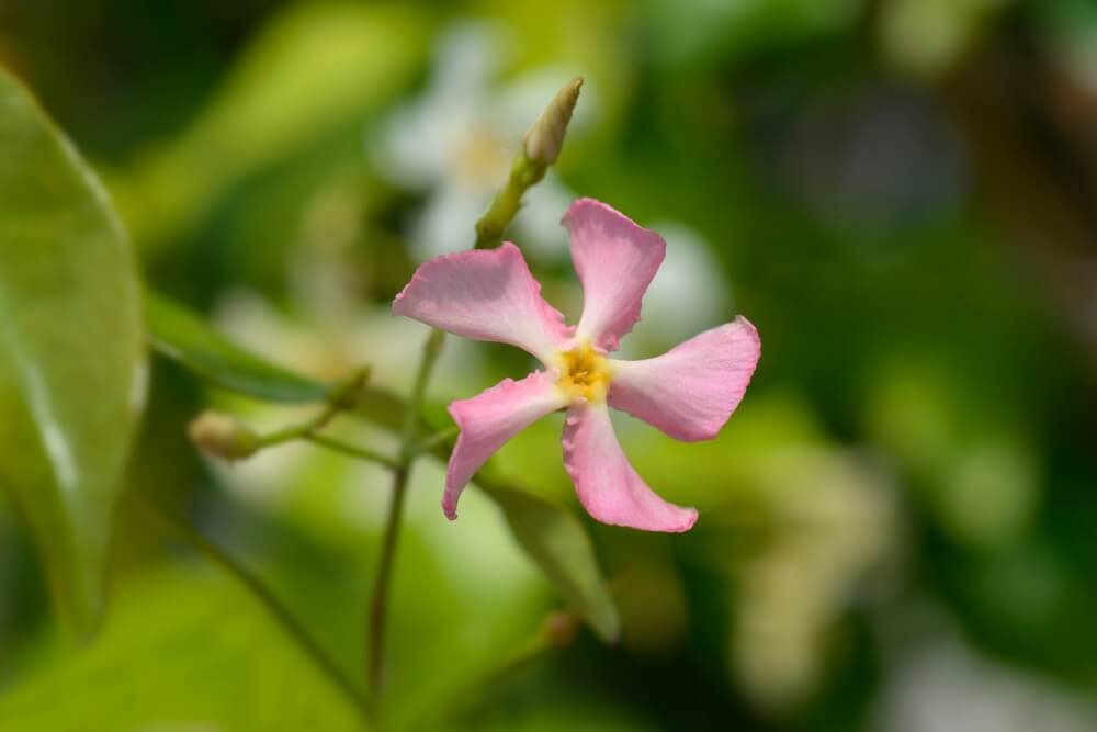 Bloem van roze sterjasmijn