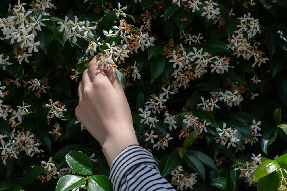 Sterjasmijn met uitgebloeide (bruine) bloemen