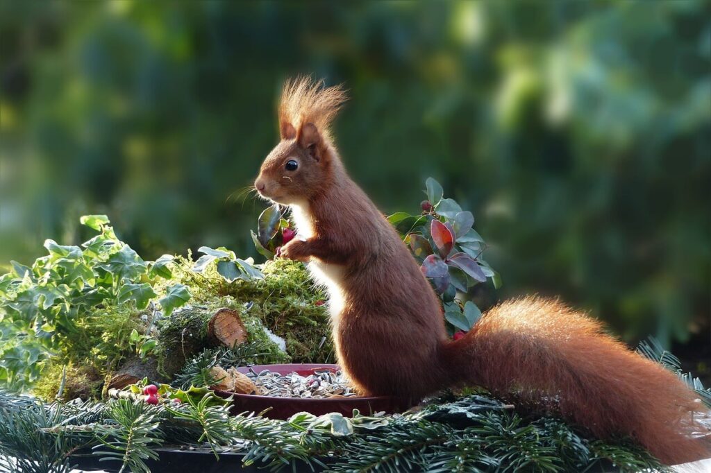 Eekhoorn zoekt eten in winterse tuin