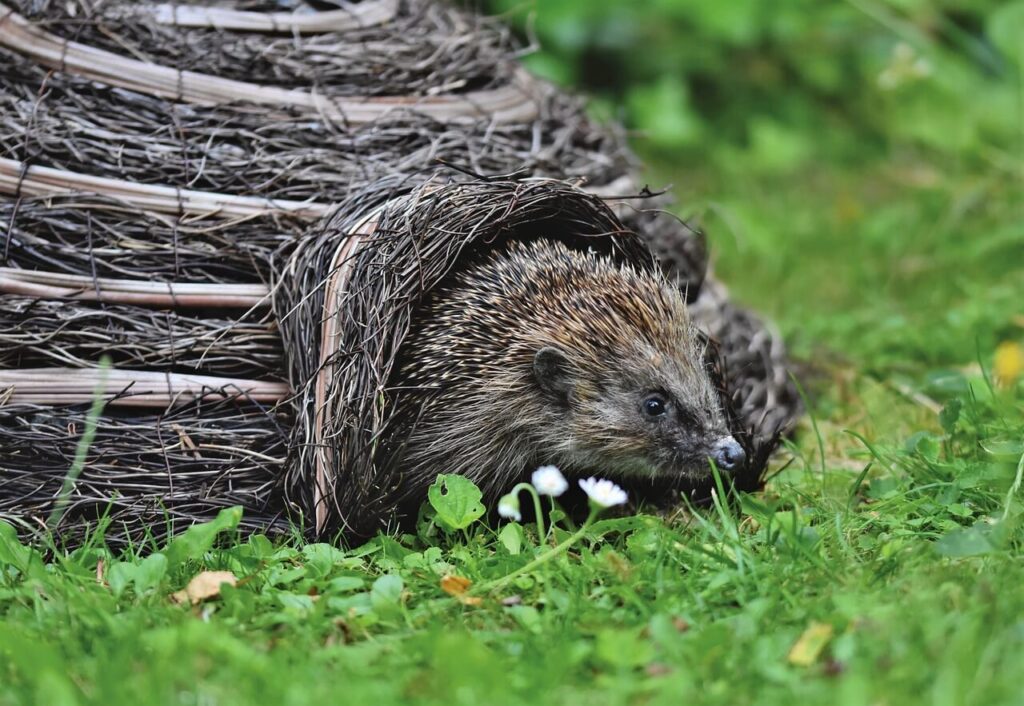 Egel komt uit egelauisje gekropen