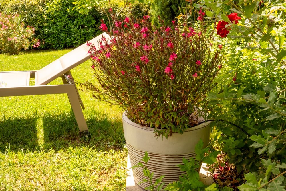 Prachtkaars met rode bloemen in pot 