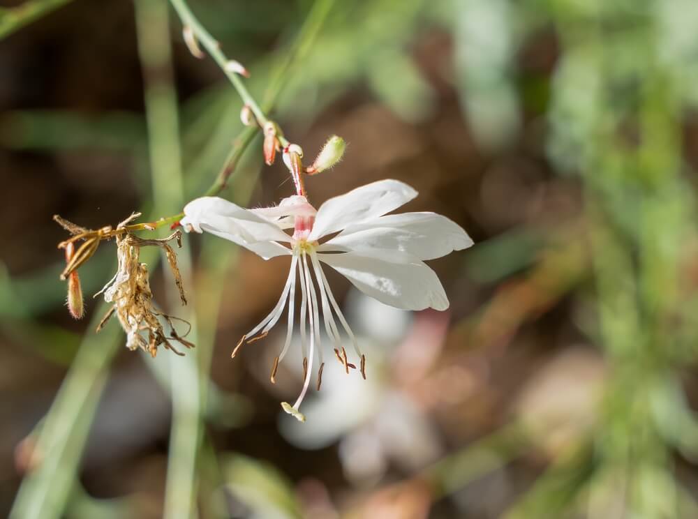 Uitgebloeide bloem van gaura