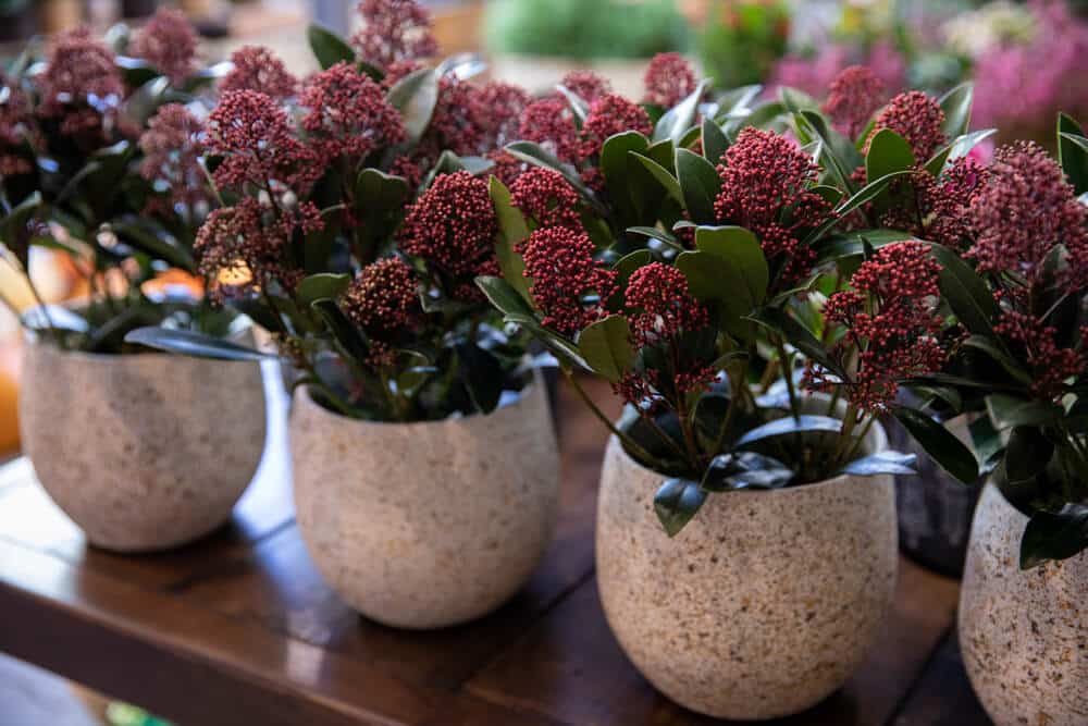 Skimmia japonica rubella in potten