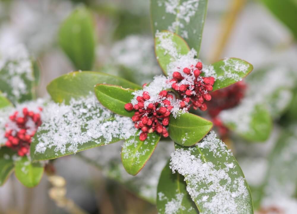 Skimmia struik met rode bessen bedekt met sneeuw