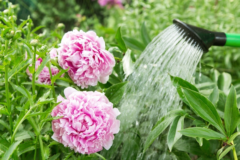 man of vrouw die met gieter twee pioenrozen water geeft