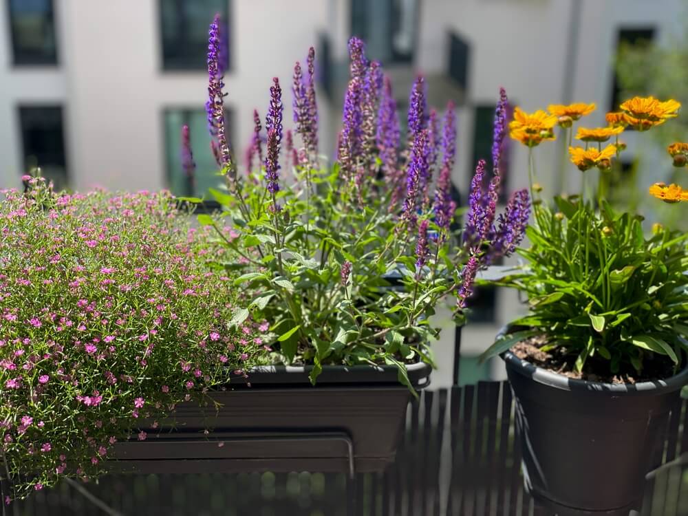 Lavendel op balkon