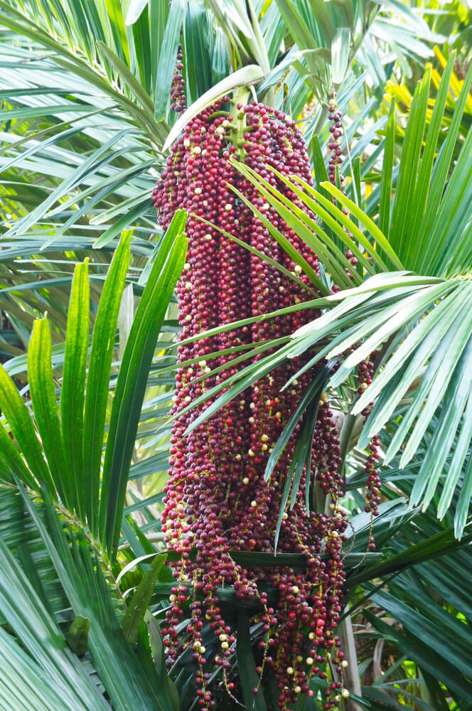 Kentia palm in bloei