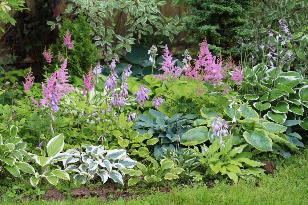 border met hosta