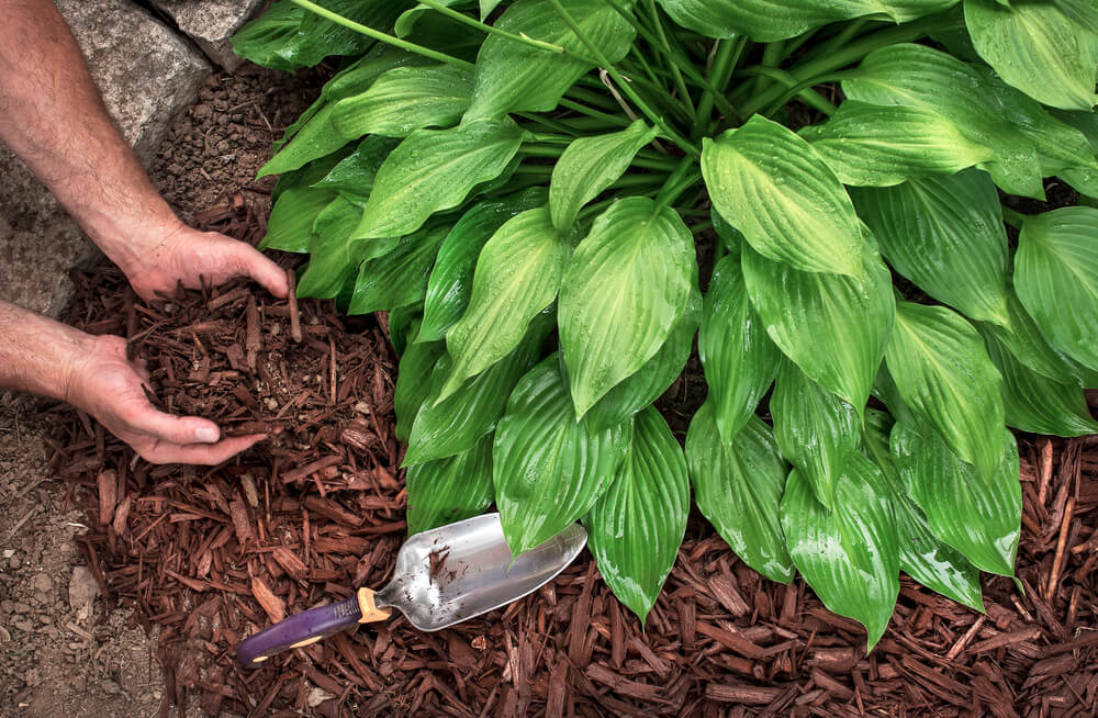 mulch aanbrengen rond plant