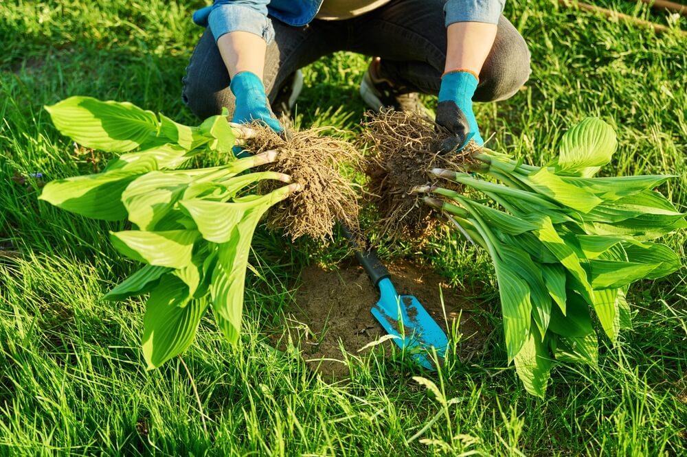 hosta planten