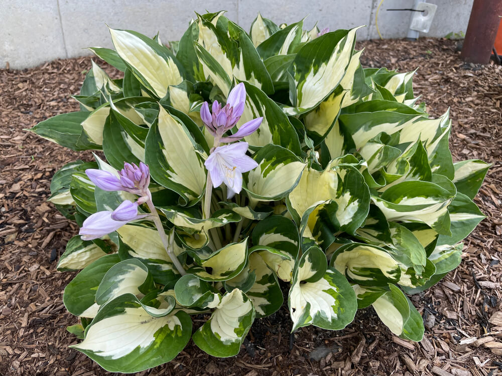 hosta met bloemen