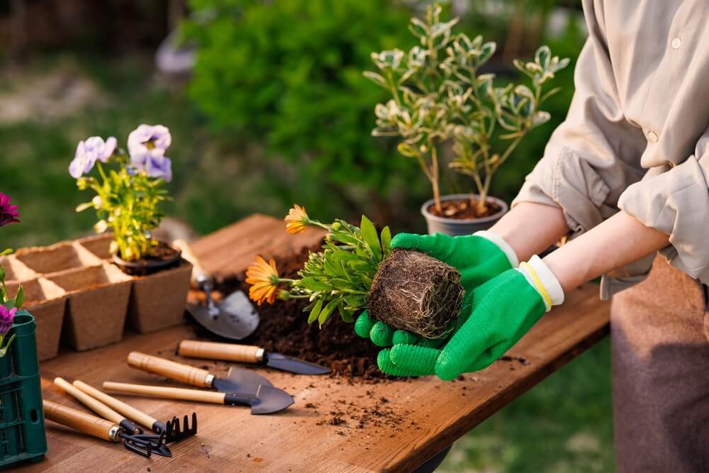 Iemand met tuinhandschoenen aan heeft vele jonge plantjes klaar gelegd om in te planten