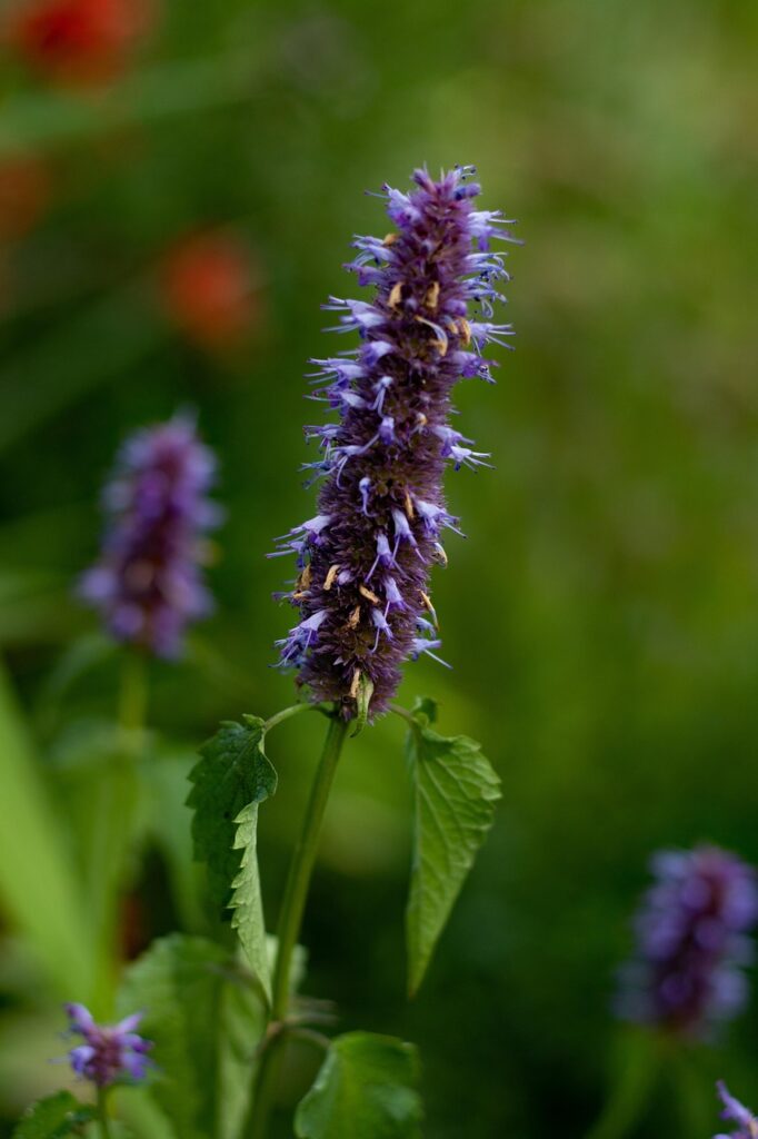 BLoemenaar dropplant met paarse bloemetjes