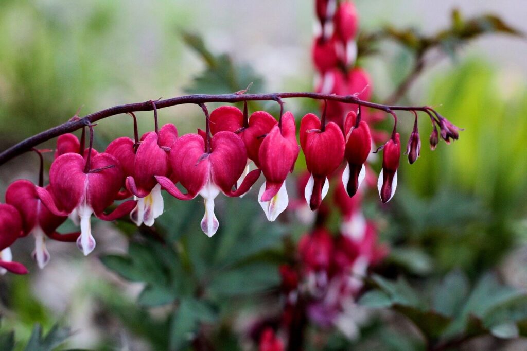 Typische bloemenpluim van gebroken hartje in vorm van hart
