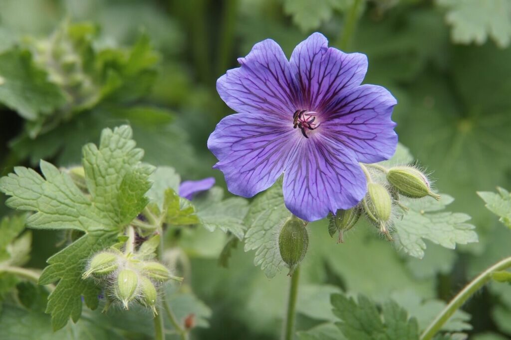 Geranium-Rozanne in bloei (paarse bloem)