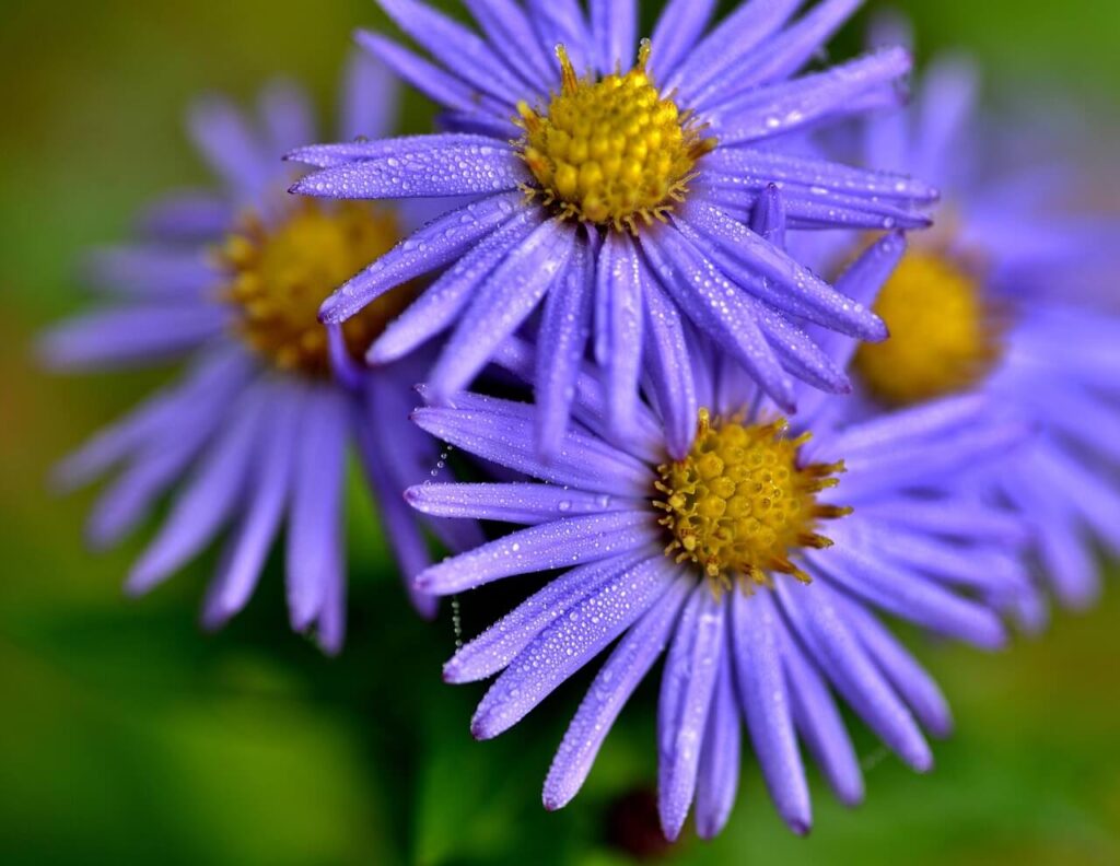 Paarse bloemen van herfstaster