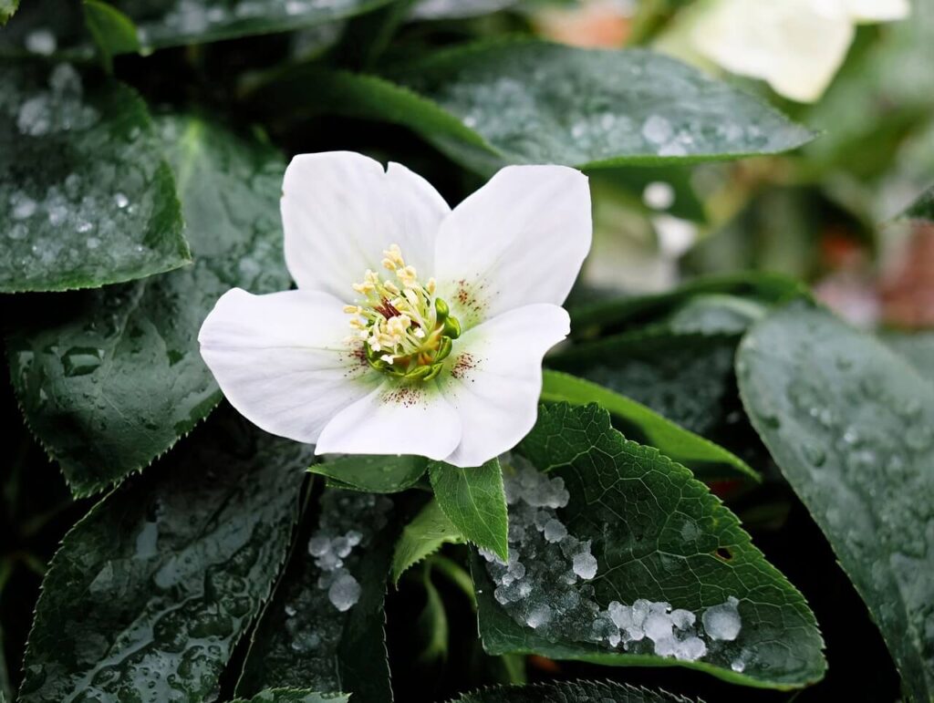 Kerstroos met witte bloemen