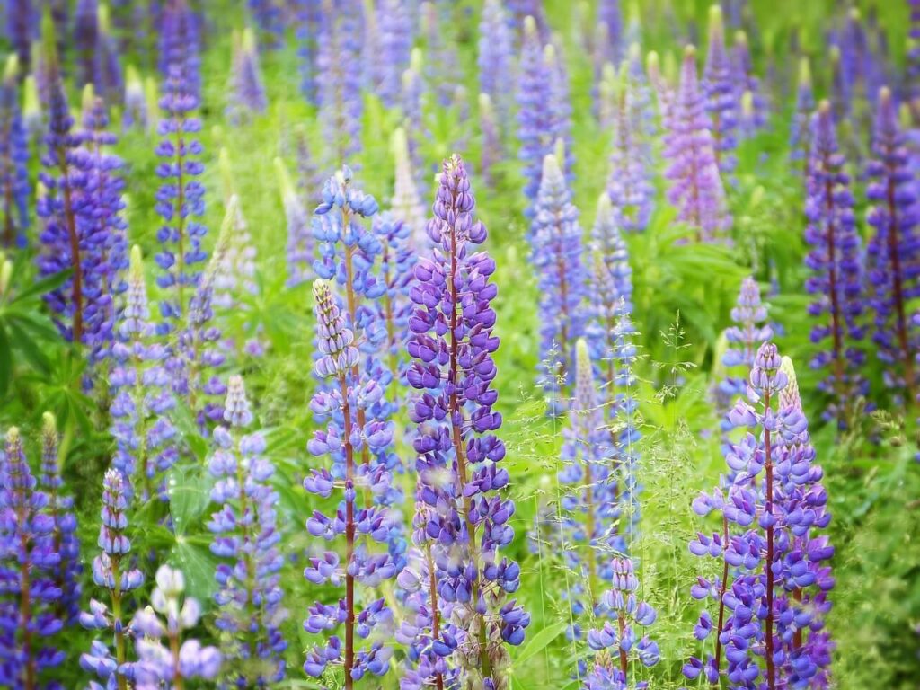 Lupine met paarse bloemenaren