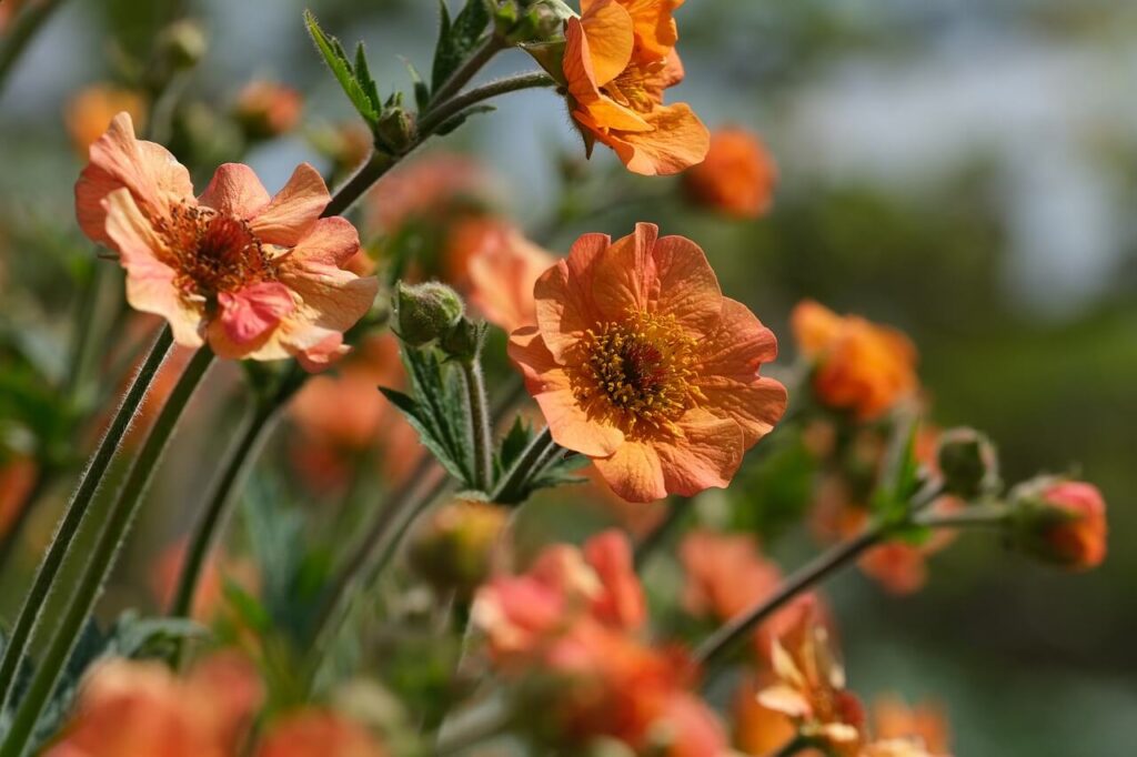 Oranje bloemen van nagelkruid