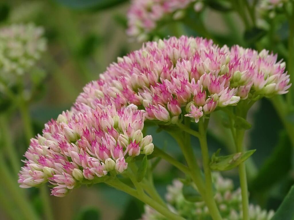 Lichtroze sedum bloemetjes