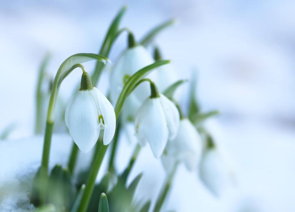 Sneeuwklokjes komen uit tegen besneeuwde achtergrond