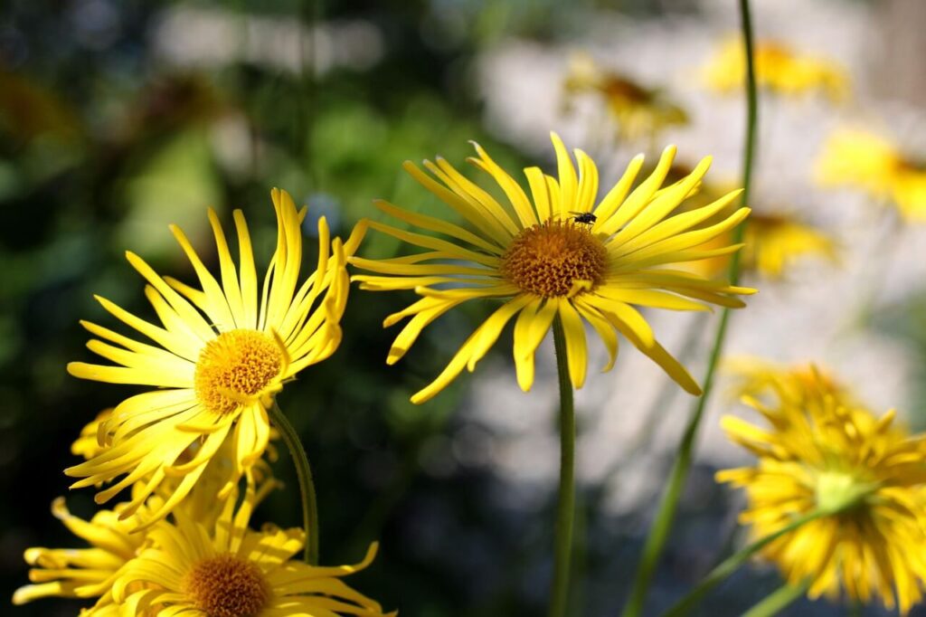 Voorjaarszonnebloem met gele bloemen