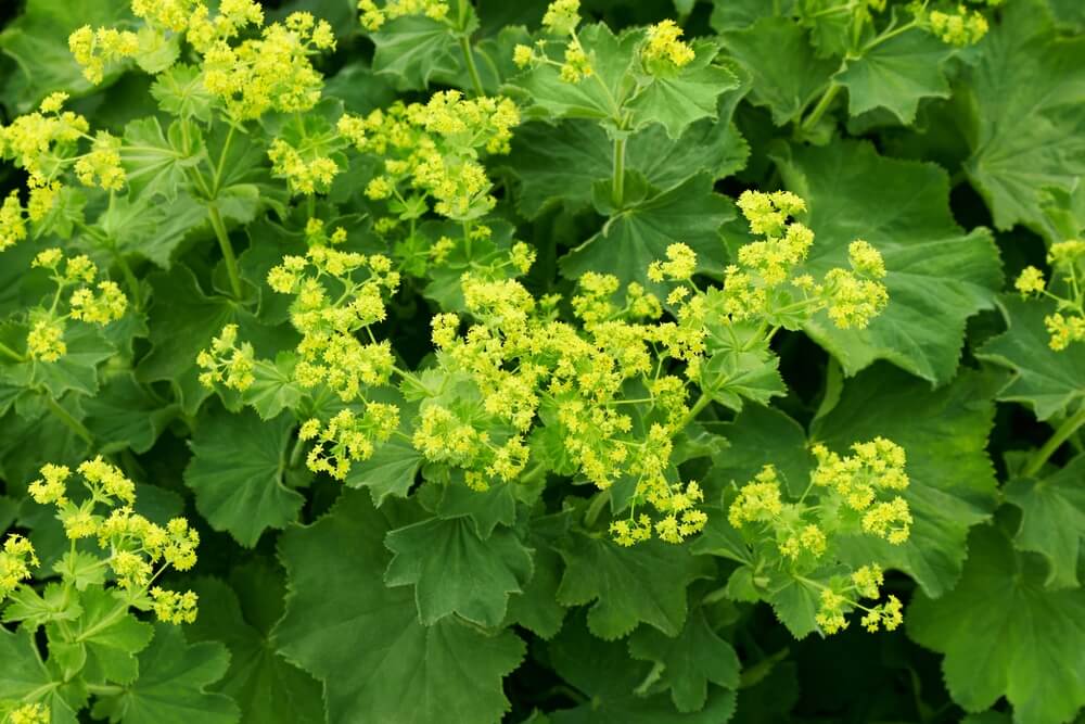 Veel groen en kleine gele bloemen bij de vrouwenmantel
