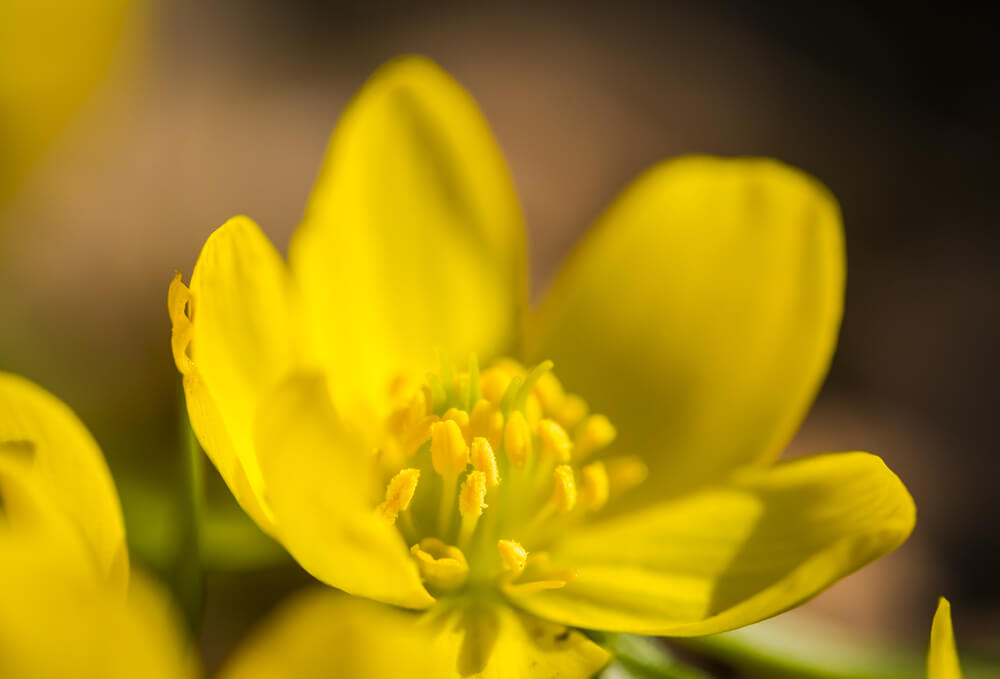 Gele bloem van winterakoniet