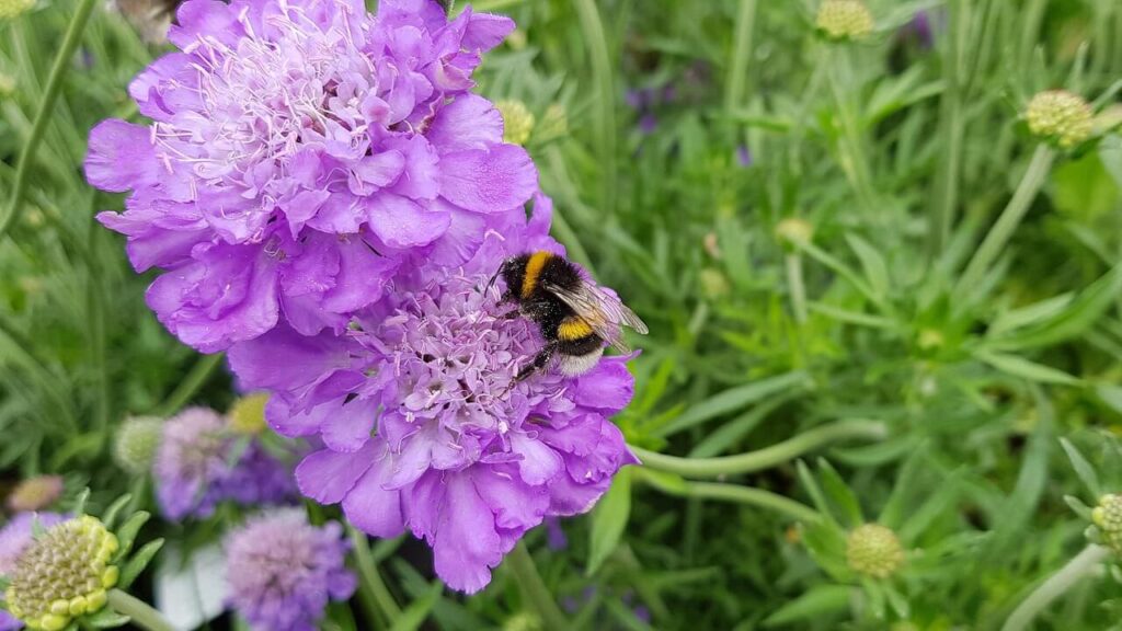 Hommel op paarse bloemen duifkruid