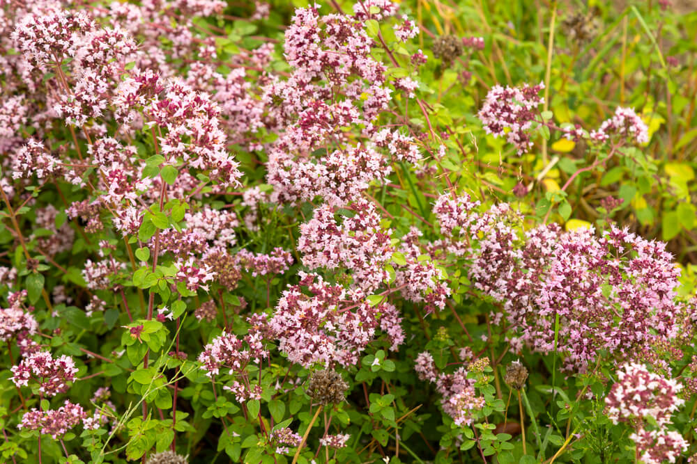 Roze bloemen van wilde marjolein