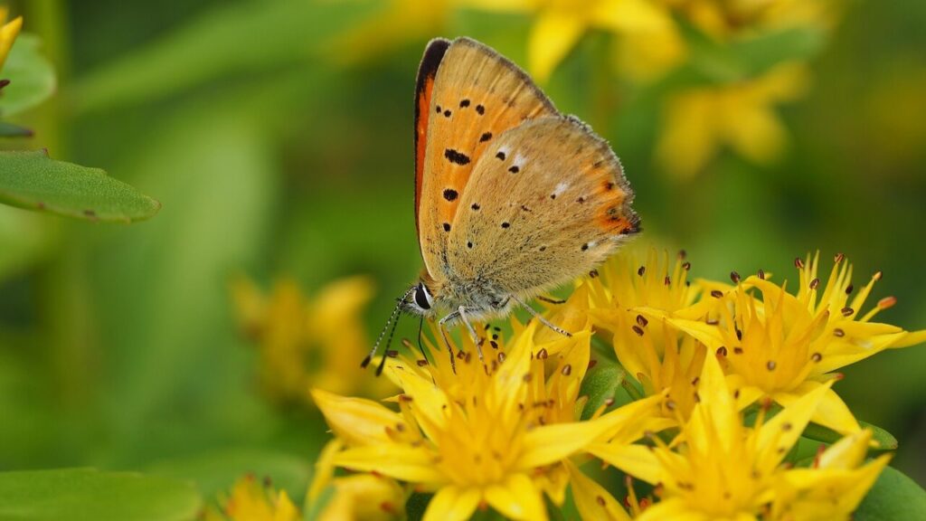 Vlinder op gele bloem van sedum
