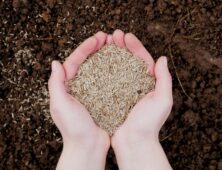 Handen met gras zaad