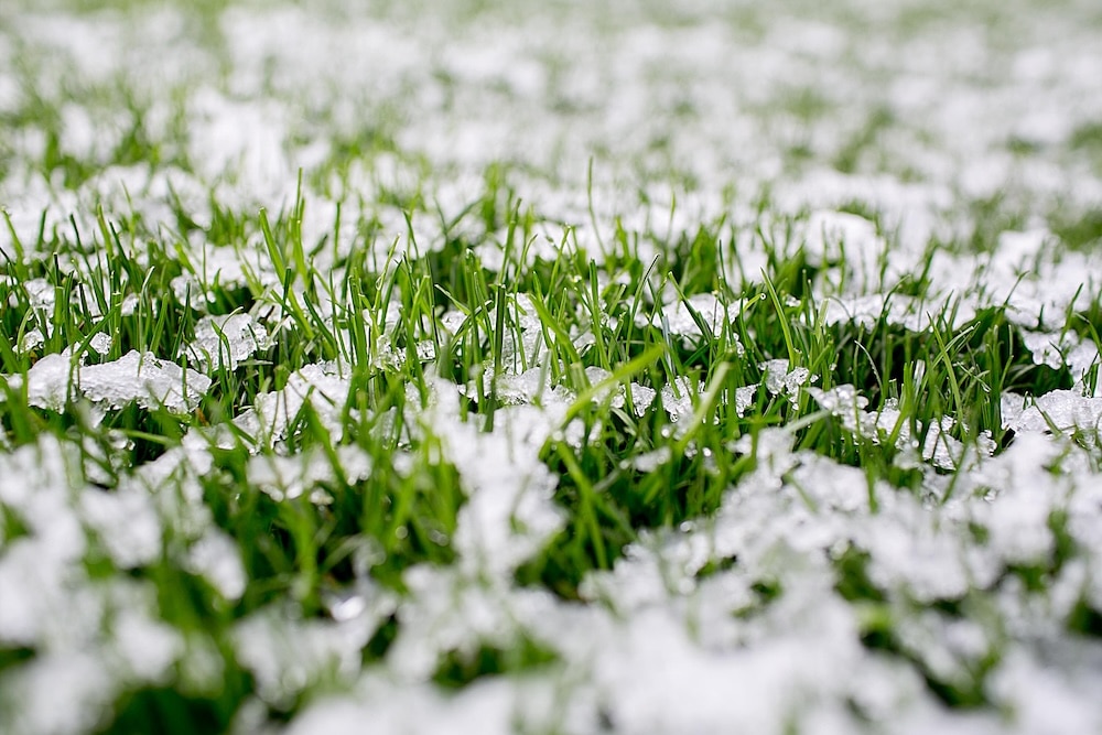 Grassprieten met sneeuw erop