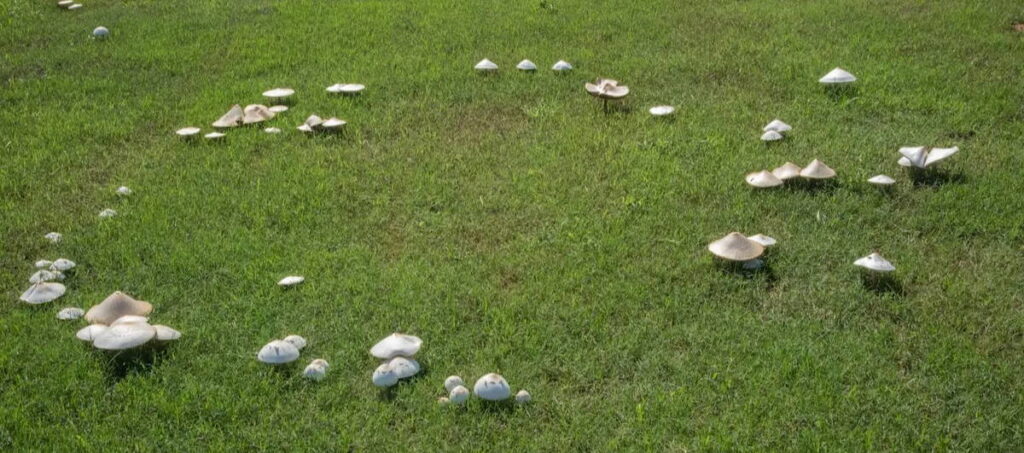 Een kring van paddenstoelen