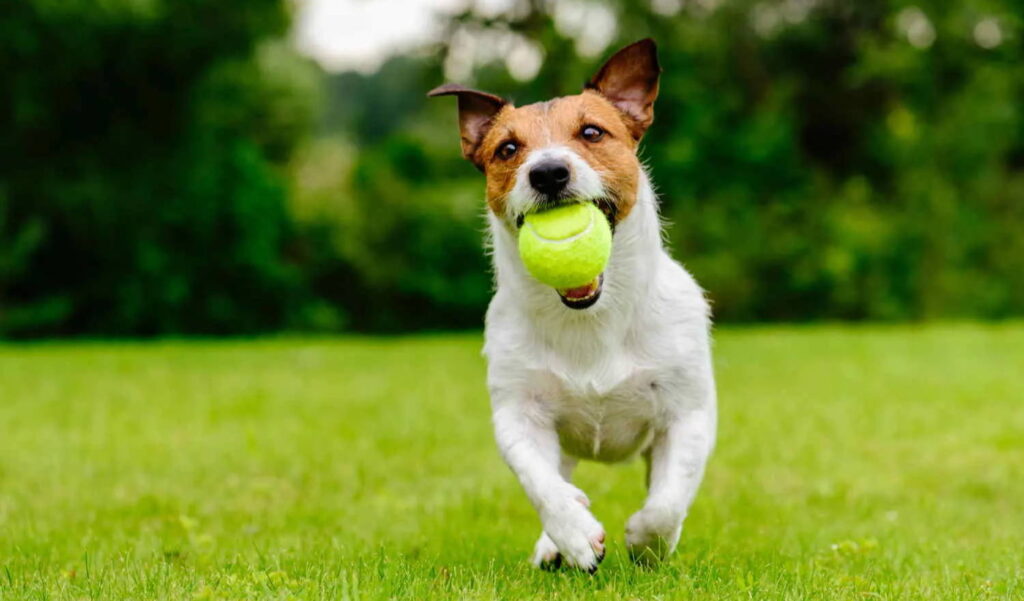 Een hond met een tennisbal