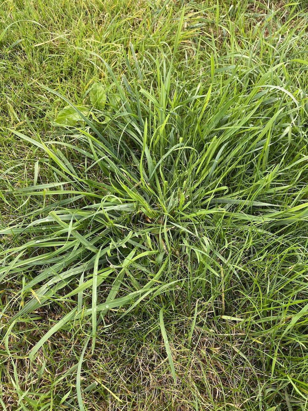 Wild gras in het gazon herkennen & verwijderen MOOWY