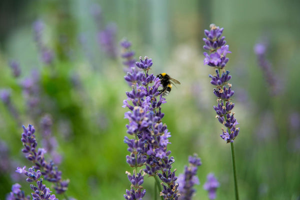 bijen in lavendel