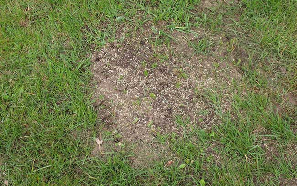 kale plekken bijzaaien