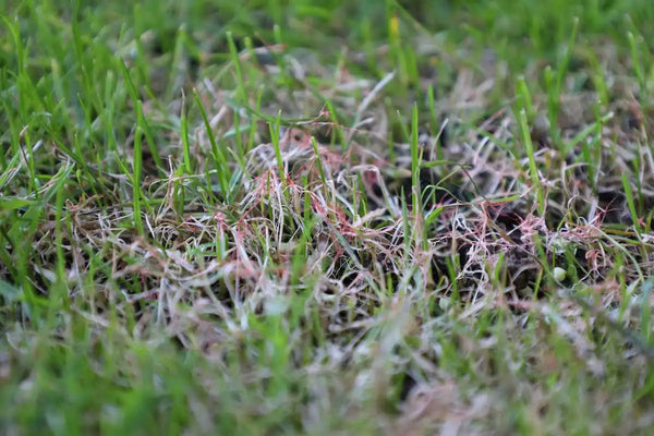 gazonziekte rooddraad