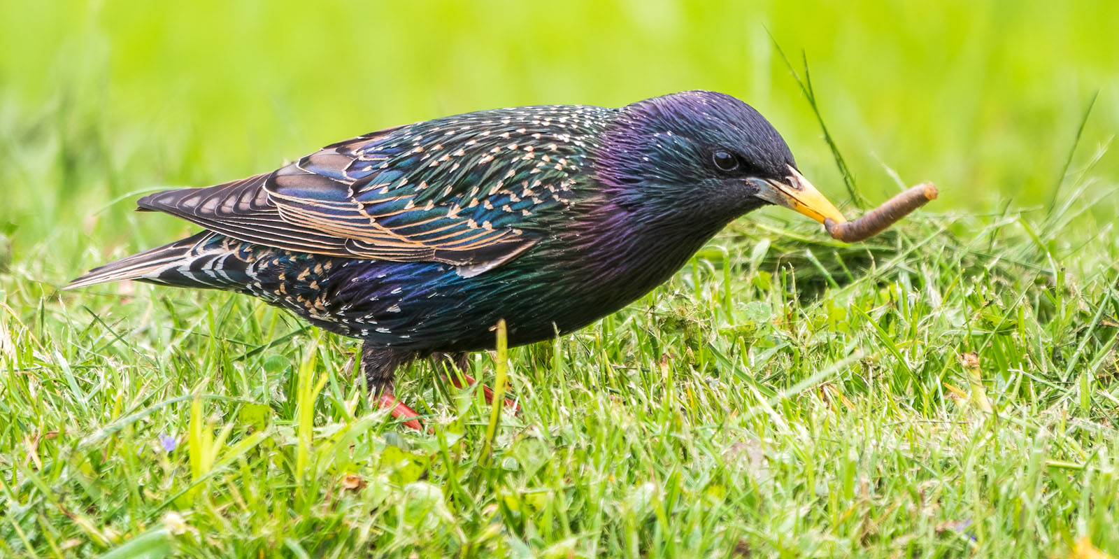 Hoe voorkom je dat vogels graszaad eten?