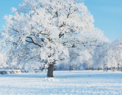 Een boom met sneeuw