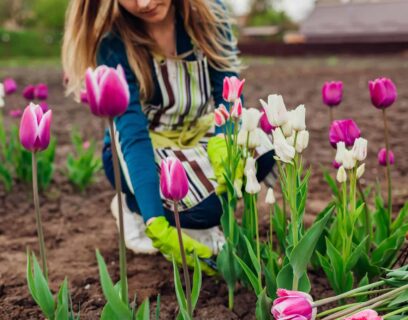 Wanneer tulpenbollen planten in de tuin