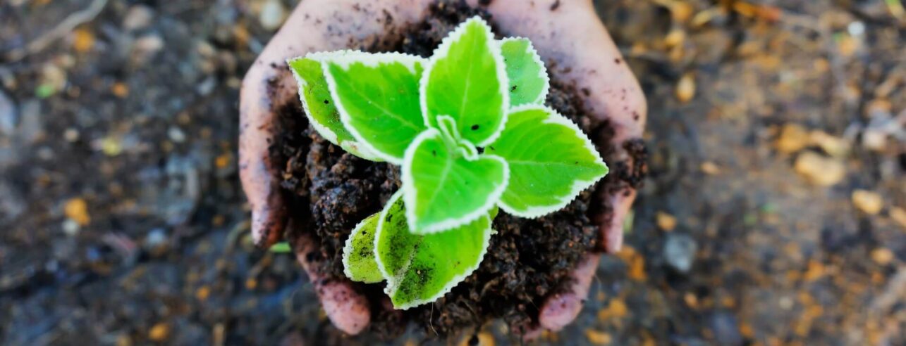 Plantje en bodem in handpalmen