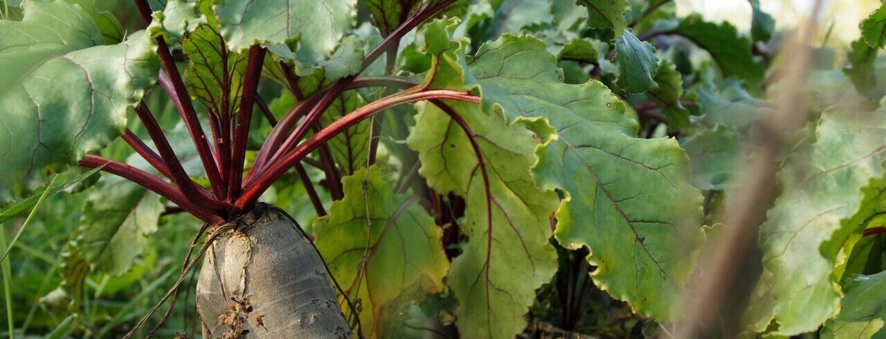 tips voor het starten van je eigen moestuin