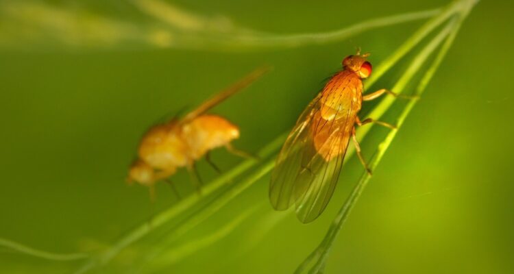 fruitvliegjes buiten