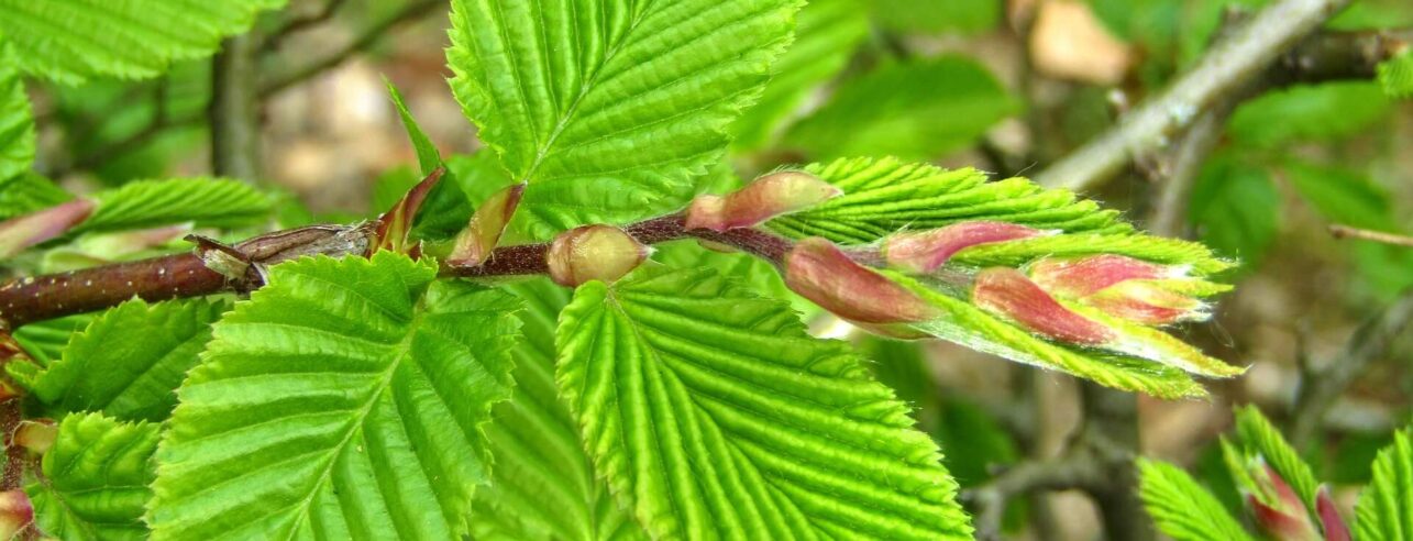 Diepgroene beukenbladeren